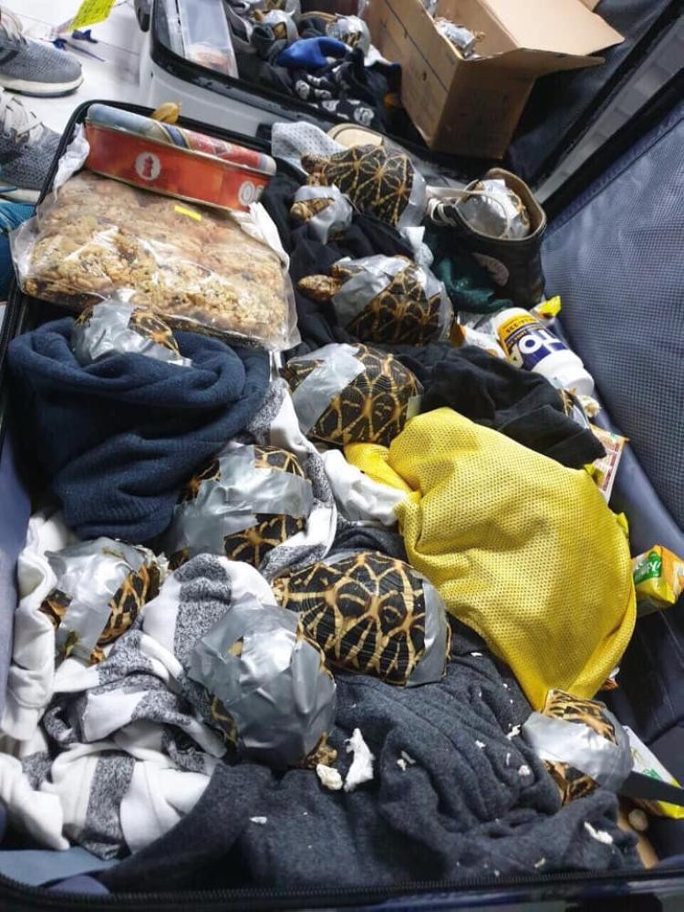 جمارك الفلبين تصادر 1500 سلحفاة