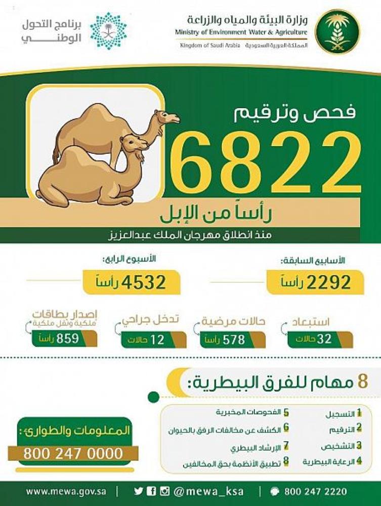 فحص وترقيم 6822 رأسًا من الإبل