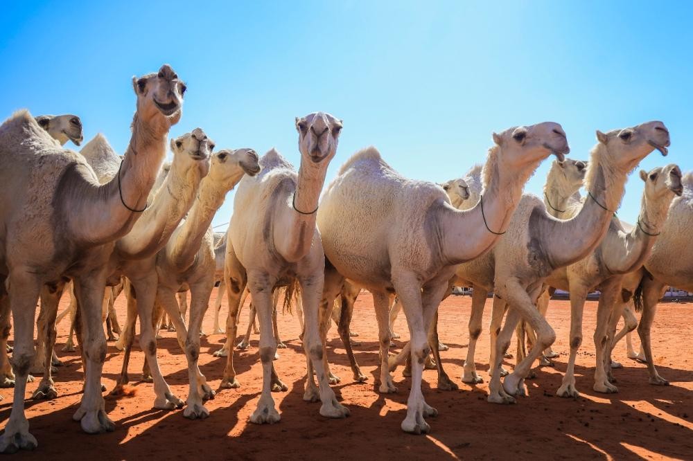 الوضح 30 تنهي عروضها