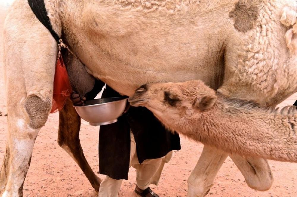 «حليب الإبل» .. مصدر غذائي متكامل العناصر