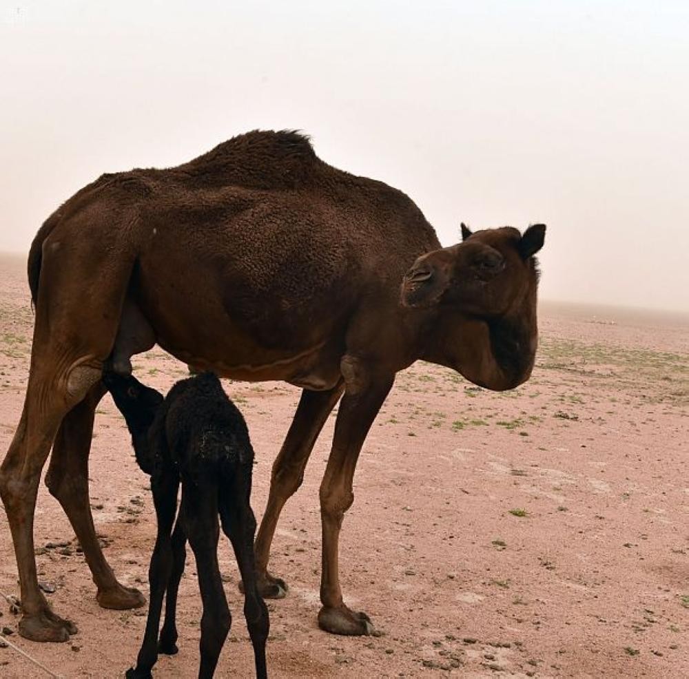 «حليب الإبل» .. مصدر غذائي متكامل العناصر