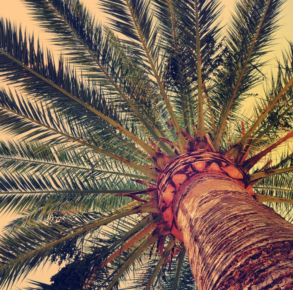 مزارعو الأحساء يبحثون مكافحة «سوسة النخيل»