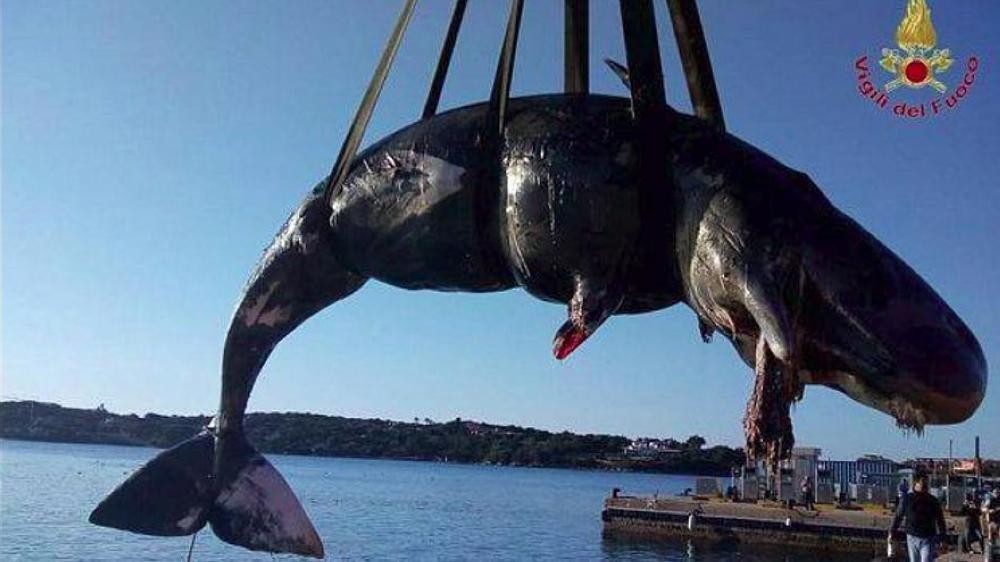 حوت نافق قبالة سردينيا .. ماذا وجد بداخل بطنه؟