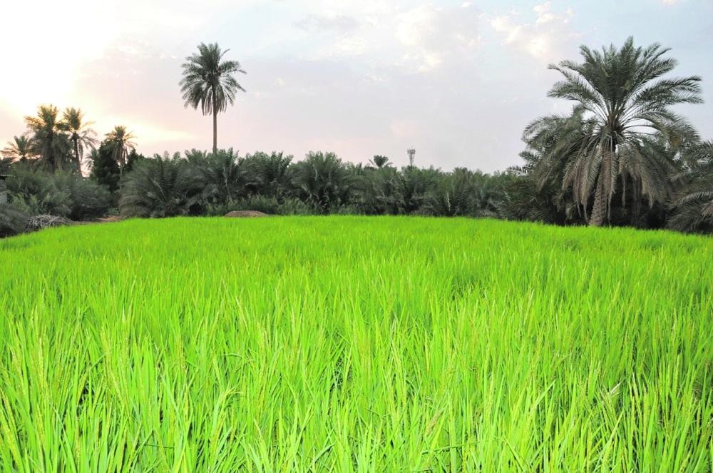 مزارع الأحساء تودع الري من المياه الجوفية آخر العام