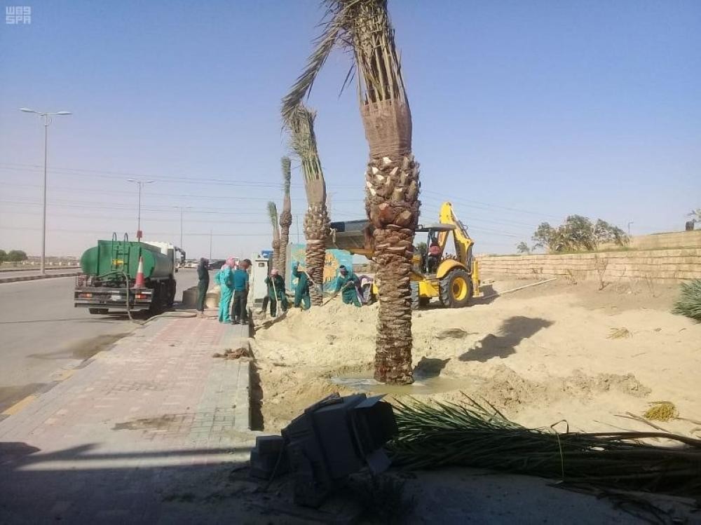 800 نخلة وشجرة تظلل مداخل الجبيل
