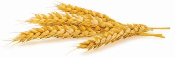 «الحبوب» تطرح مناقصة لاستيراد 600 ألف طن قمح