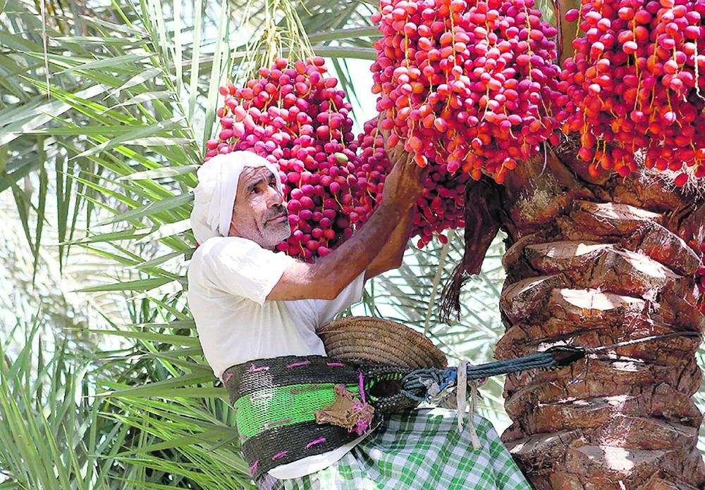 مزارع الأحساء تنتظر جني 34 صنفا من الرطب