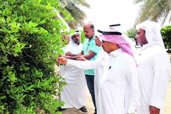 ورشة عمل عن «رعاية أشجار الليمون»