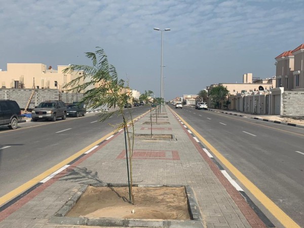 3800 شجرة تزين ميادين الخبر