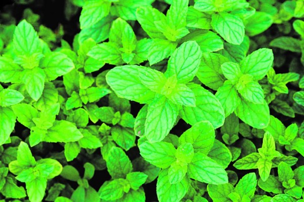حقول النعناع بالمدينة تفوح عطرا