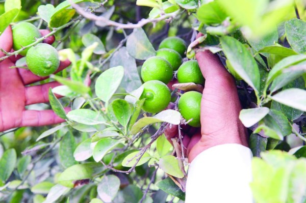 زيادة إنتاج الليمون الحساوي 20 % وسط تزايد الطلب