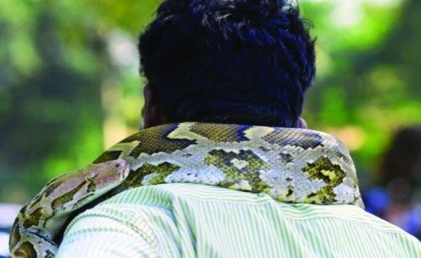 ثعبان أليف يقتل صاحبه خنقا