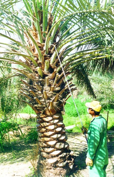 برنامج مكافحة سوسة النخيل يقيم «يوما حقليا» بالقطيف