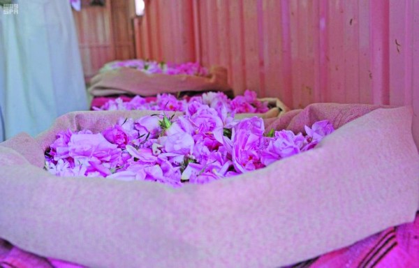 «الورد الطائفي» فوائد صحية وشهرة عالمية