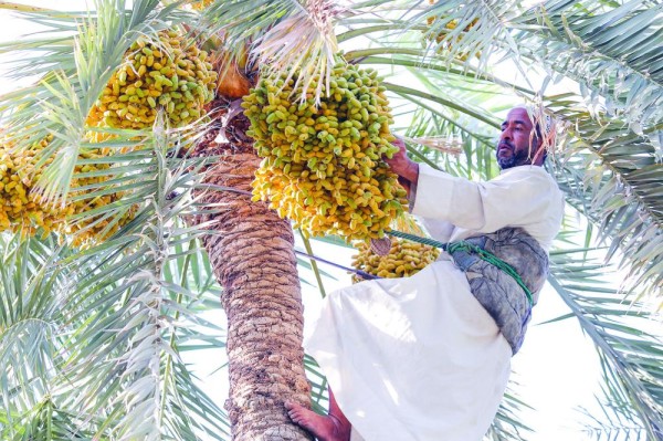 «أحلى الرطب» تشعل المنافسة بين مزارعي الأحساء