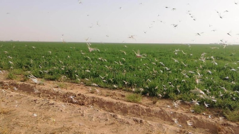 صندوق طوارئ لمكافحة 'الجراد الصحراوي'