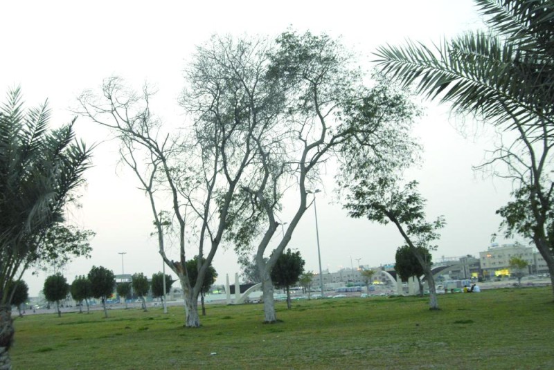 استخدام نباتات الظل الملائمة للبيئة