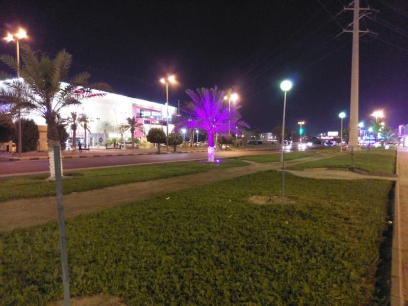 55 ألف زهرة تتفتح في الجبيل