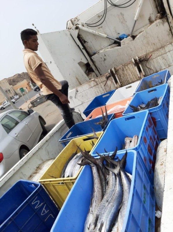ضبط 365 كيلو أسماك فاسدة بجازان