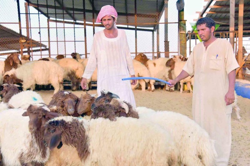«سيطرة الوافدين» ترفع أسعار الأضاحي لـ2500 ريال