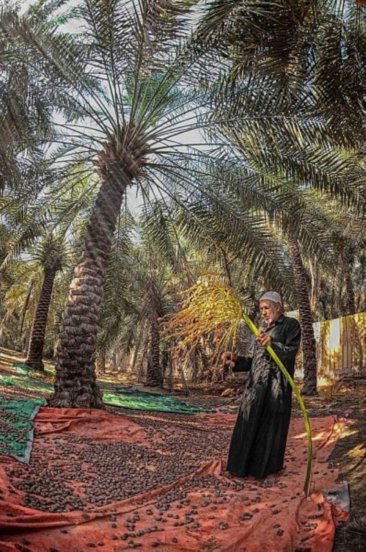 إطلاق مزاد «صرام التمور» بالأحساء الأحد