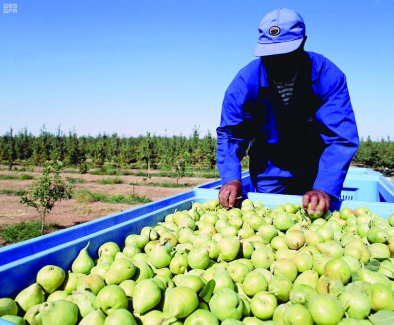 خفض بقايا المبيدات في محاصيل تبوك لـ 2.7 %