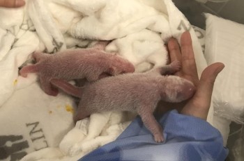 ولادة أول صغيرين لباندا عملاقة في ألمانيا