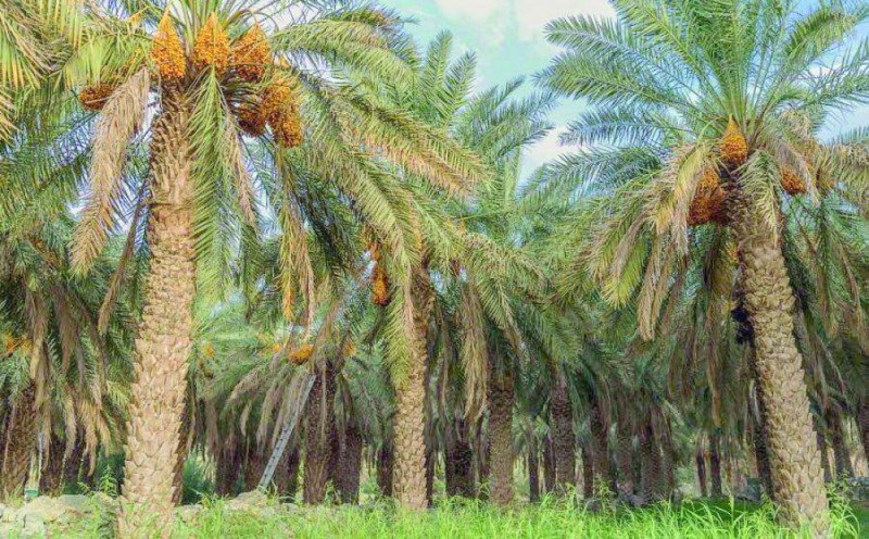«قرية تبالة الأثرية» حلقةَ الوصل لحجاج اليمن