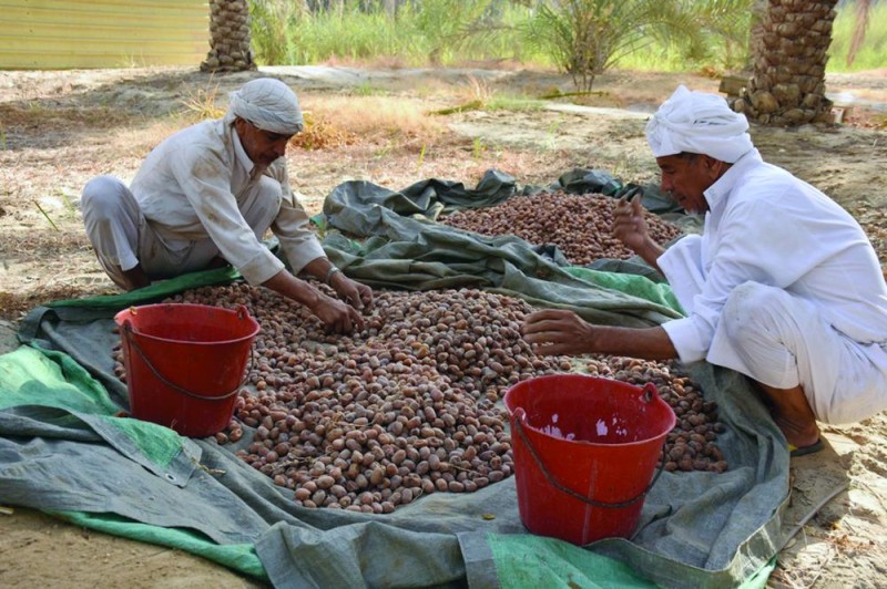 نقص العمالة الماهرة «يؤرق» أصحاب مزارع التمور