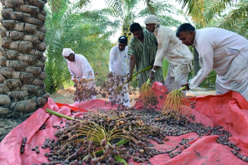 نقص العمالة الماهرة «يؤرق» أصحاب مزارع التمور