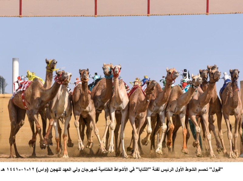 تحت رعاية سمو ولي العهد .. مهرجان الهجن الثاني يختتم السبت