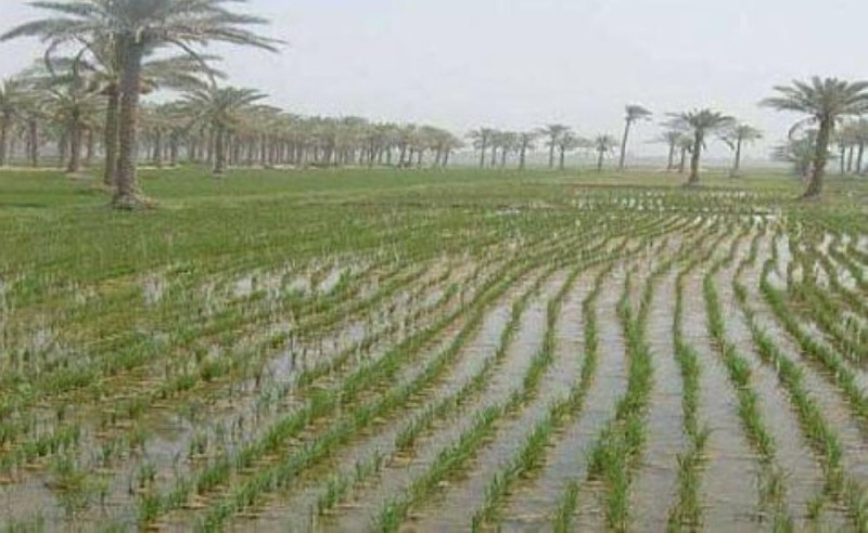 الأعلى منذ 20 عاماً .. العراق تتوسع في زراعة الأرز