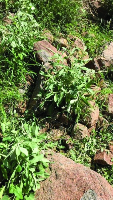 «جبل شمنصير».. أيقونة إبداعية ساحرة في الكامل