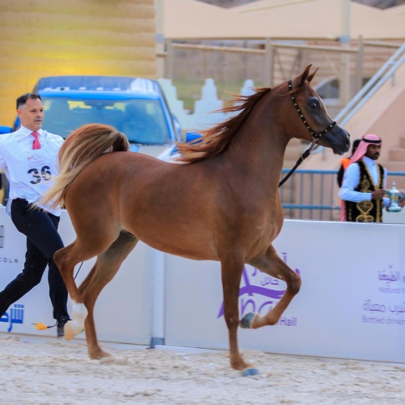 بطولة جمال الخيل العربية الأصيلة تختتم في حائل