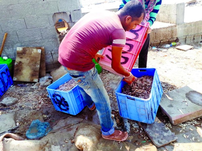 عمالة وافدة تتحكم في أسعار السمك بالقطيف