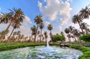 «الأحساء» أكبر واحة نخيل «محاطة بالرمال» في العالم
