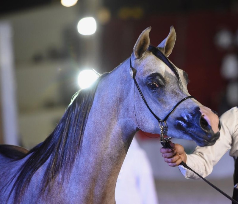 انطلاق بطولة المدينة المنورة لجمال الخيل العربية