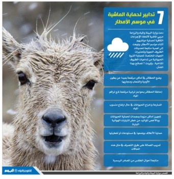 7 تدابير لحماية الماشية في موسم الأمطار
