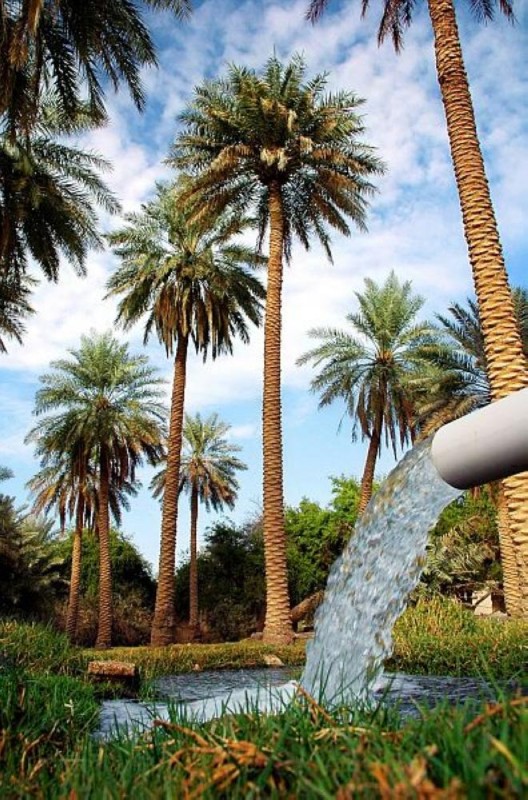 أمطار الخير تُبهج أهالي الأحساء