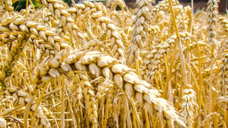 مصر تسعى لشراء كمية غير محددة من القمح للشحن