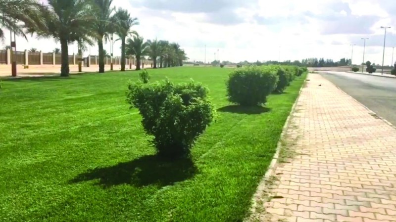 «طبرجل» مدينة الذهب الأخضر في الجوف