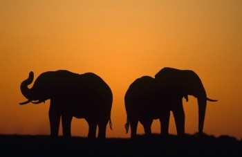 بوتسوانا ترفع الحظر عن صيد الحيوانات البرية