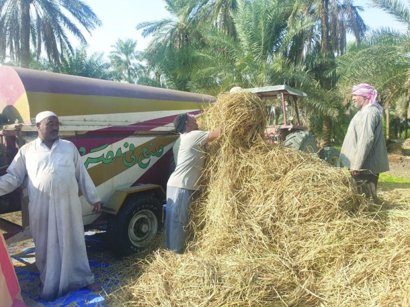 الأحساء تبدأ حصاد «الأرز» الأغلى عالميا