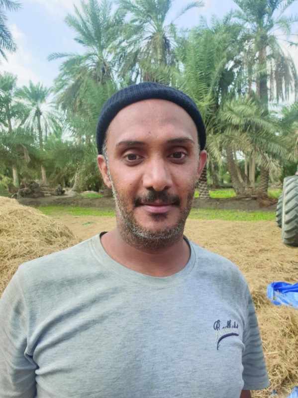 الأحساء تبدأ حصاد «الأرز» الأغلى عالميا