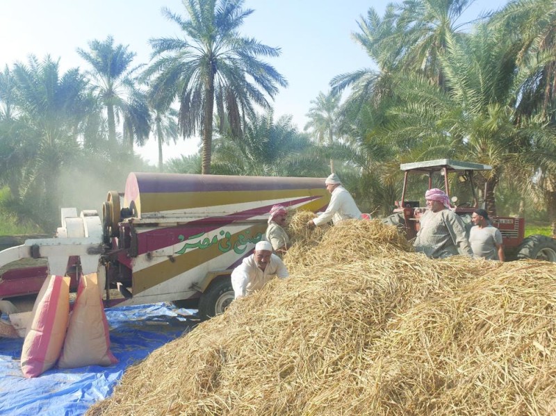 الأحساء تبدأ حصاد «الأرز» الأغلى عالميا