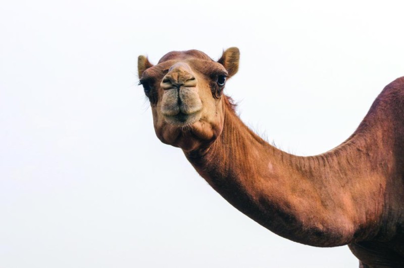 دعوات لحقن الإبل بالشريحة الإلكترونية