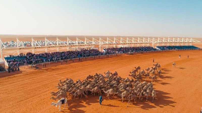 'السهلي' يفوز ببيرق المؤسس بمهرجان للإبل
