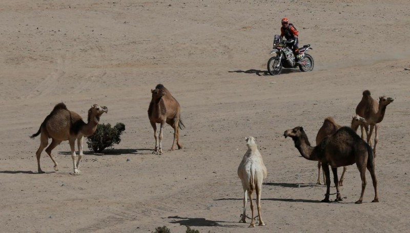 مجزرة وحشية ضد الإبل في استراليا