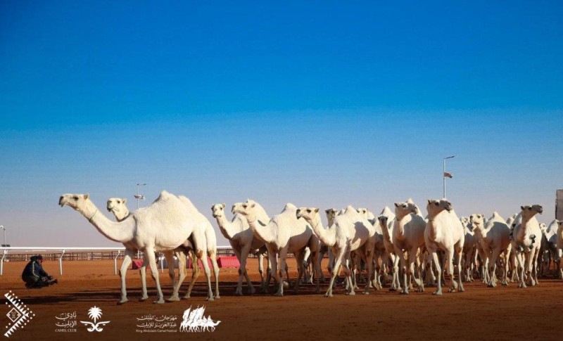 تعرف على شروط مسابقة ' نخبة النخبة' بمهرجان الإبل