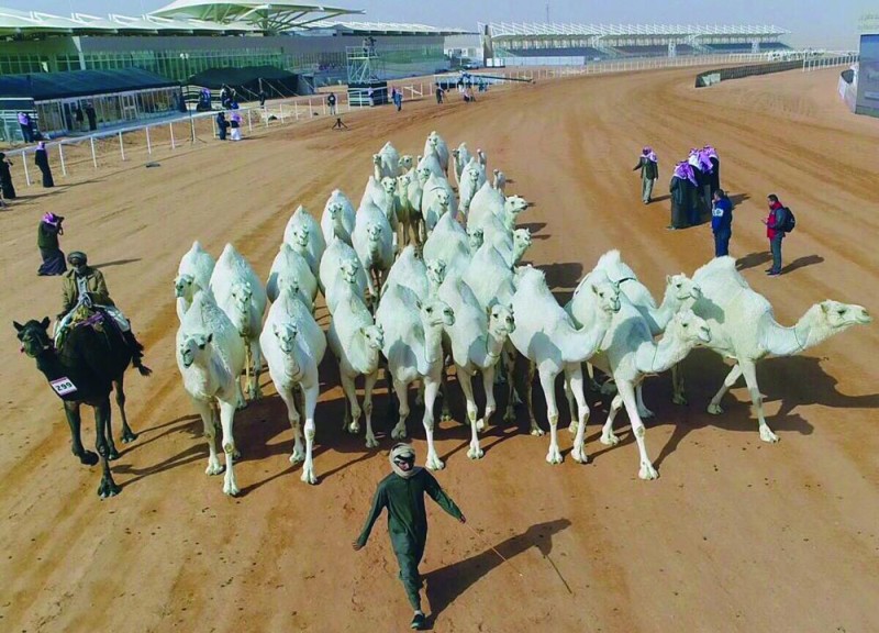 1.5 مليون ريال جوائز سباقات الهجن في حائل